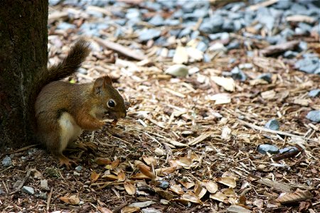 Squirrel Eating in the Forest photo