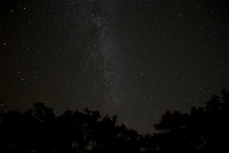Milky Way Above Treetops photo