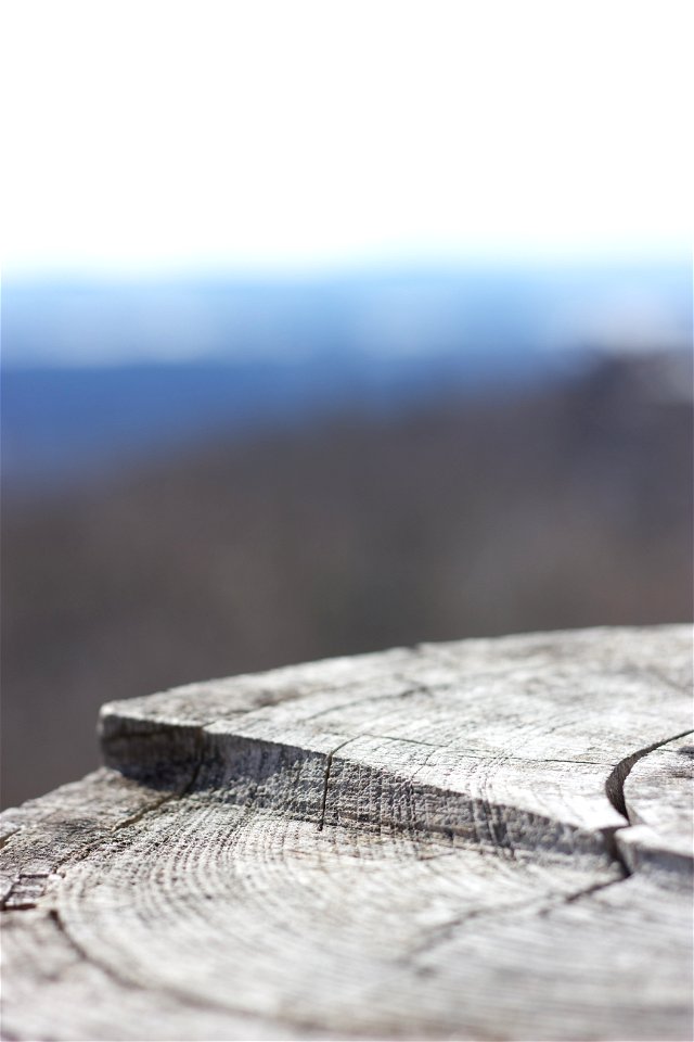 Tree Stump With Blurry Background photo