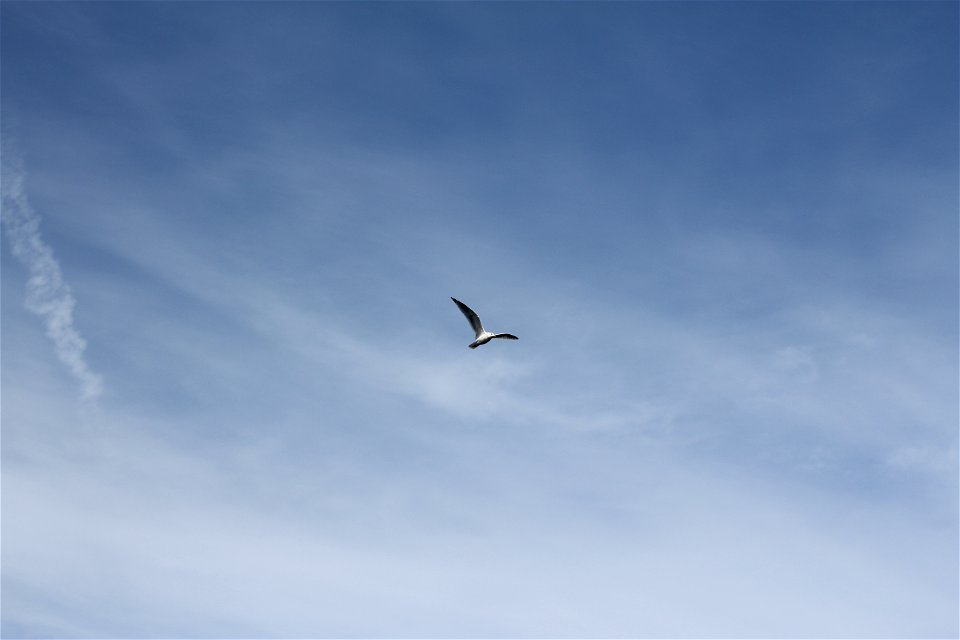 Seagull Flying in the Clouds photo