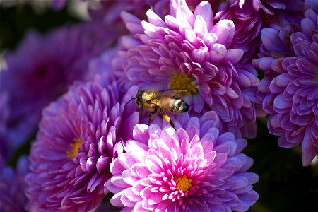 Summer Bee and Flowers photo