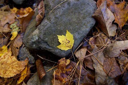 Autumn Leaves on Rocks photo