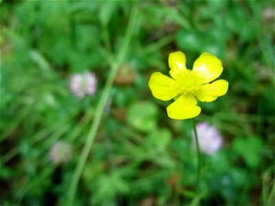 Lone Yellow Flower photo