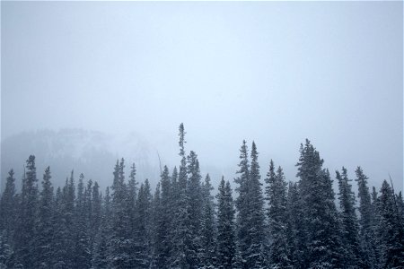 Fog Above Snow Covered Trees photo