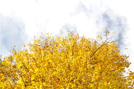 Beautiful Yellow Autumn Foliage photo