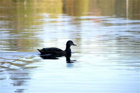 Sole Duck Swimming In Water photo