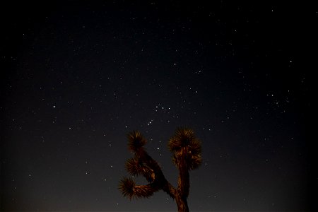 Joshua Tree Against Starry Night Sky photo