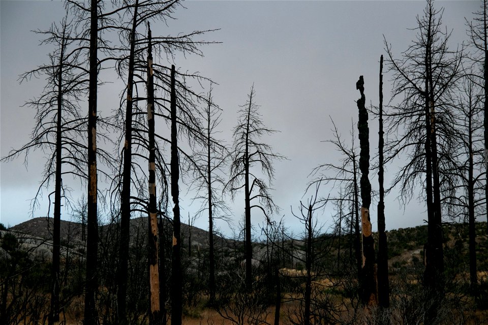 Tall Bare Trees With Thin Branches photo