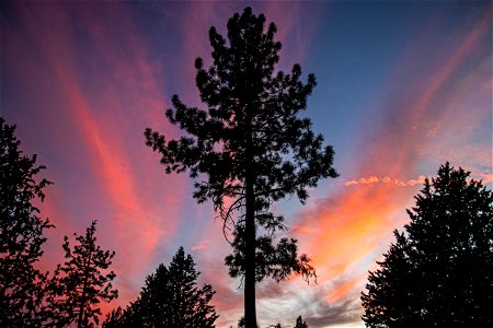 Sunset Colored Clouds Behind Tall Tree photo