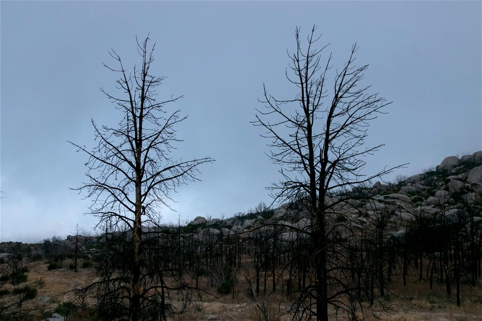 Bare Trees Near Rocks photo