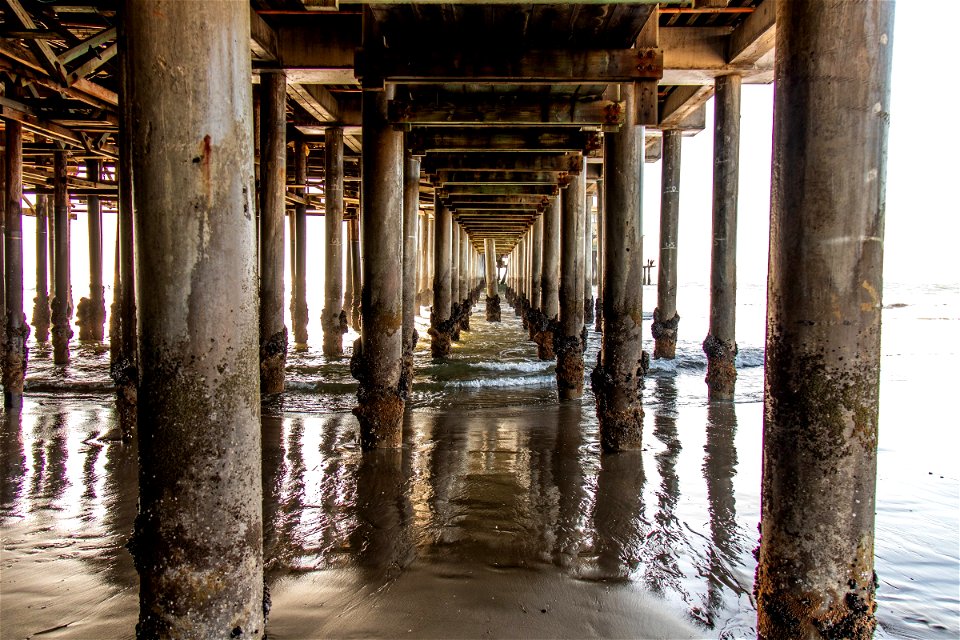 Barnacles Covered Pier Pilings In Sand