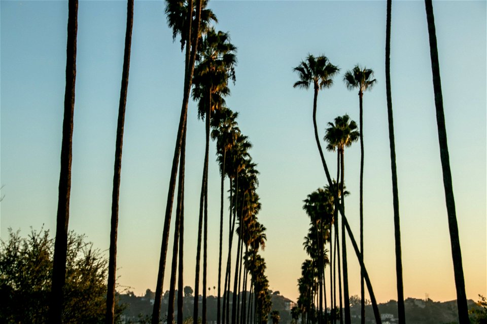 Tall Palm Trees Lining Street