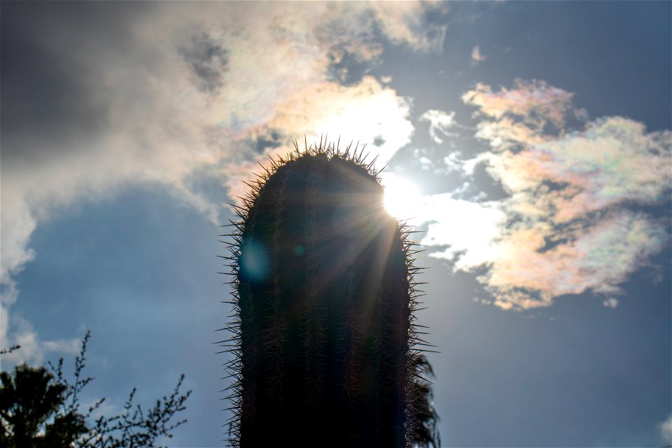Sunshine Through Cactus Spines