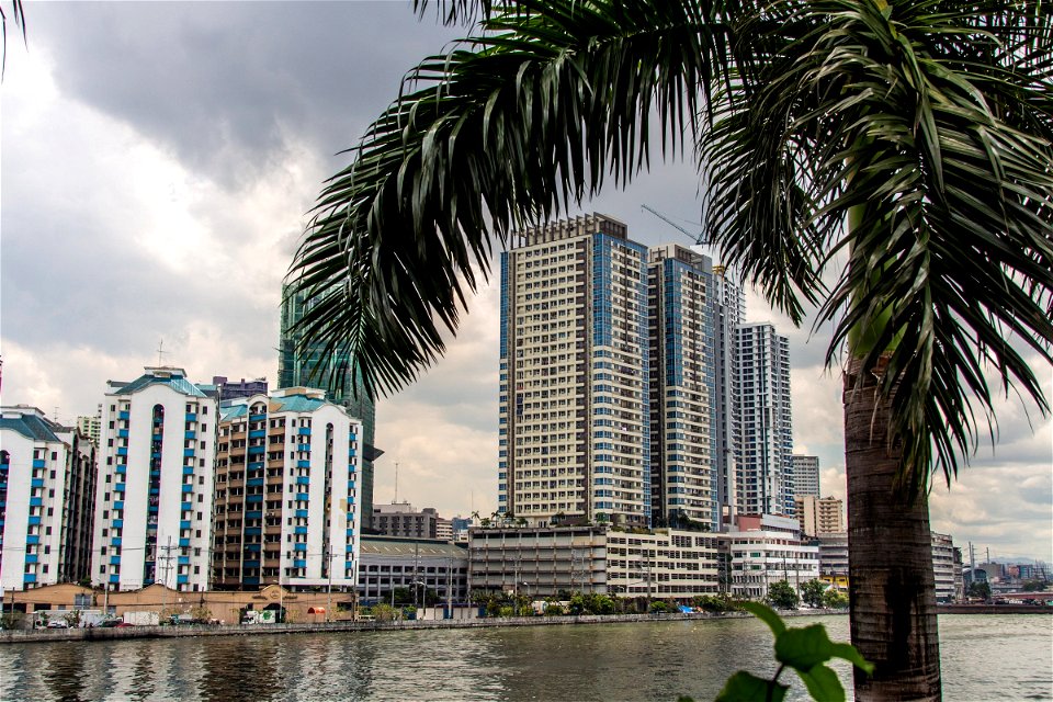 Tall Buildings On Shore Beyond Palm Tree photo