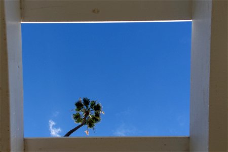 Palm Tree Through Square Opening photo