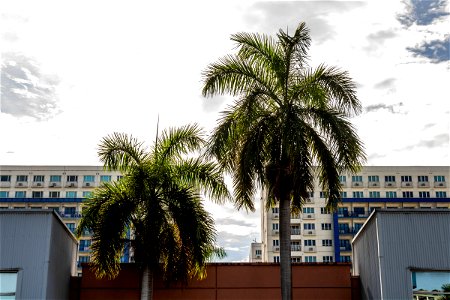 Buildings Behind Two Palm Trees photo