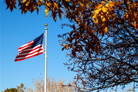 American Flag On Pole Beyond Tree photo