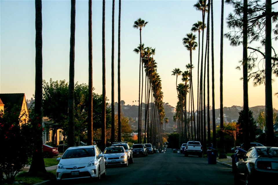 Multiple Vehicles In Avenue Lined With Palm Trees