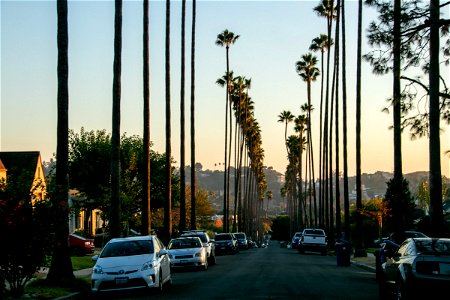 Multiple Vehicles In Avenue Lined With Palm Trees photo