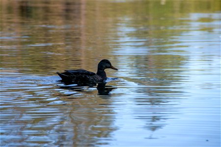 Lone Duck Paddling Through Water