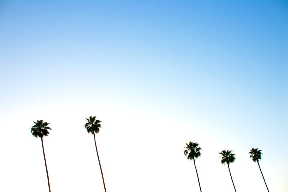 Five Palm Trees Against Gradient Sky