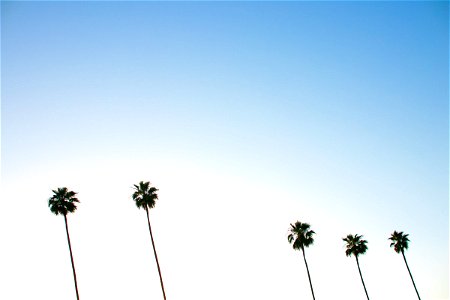 Five Palm Trees Against Gradient Sky photo
