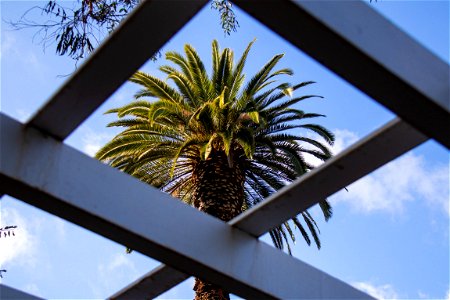 Palm Tree Through Wide Lattice Structure photo