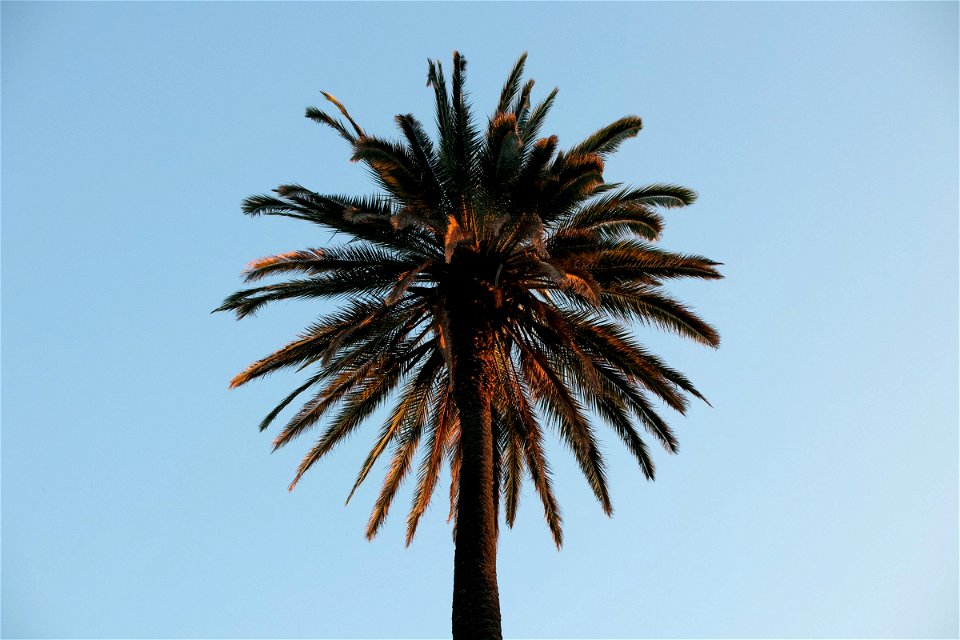 Palm Tree Crown Against Clear Sky photo