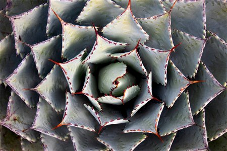 Close Up Of Spiky Butterfly Agave Plant photo