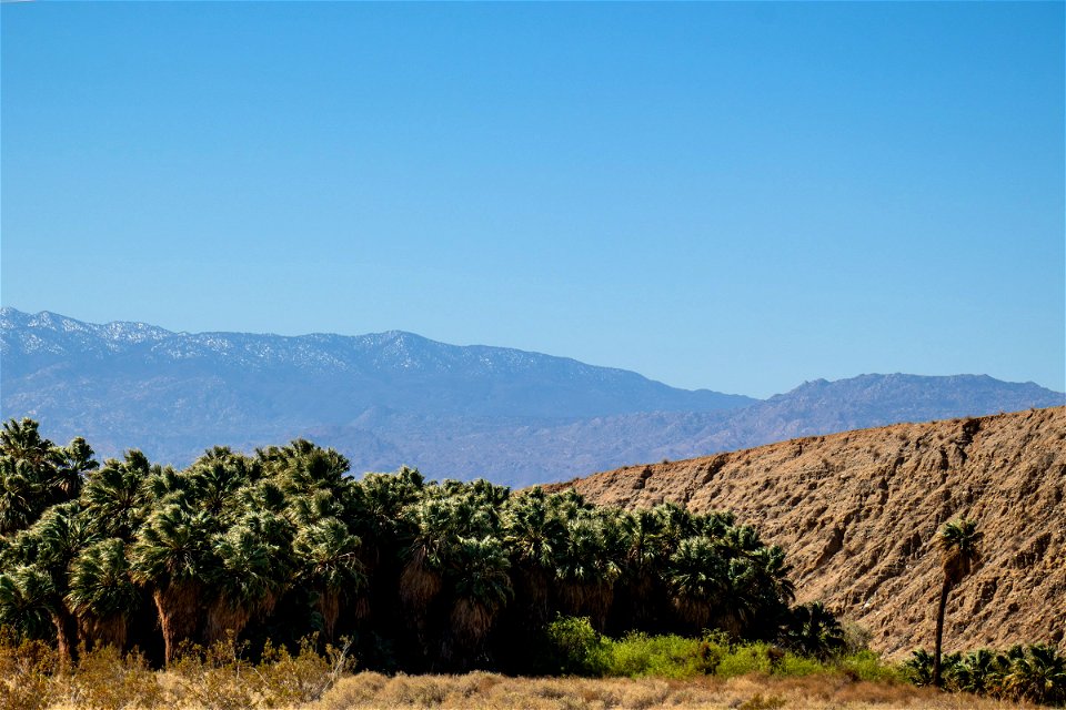 Cluster Of Palm Trees Near Hills