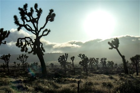 Sun Close To Setting Beyond Joshua Trees