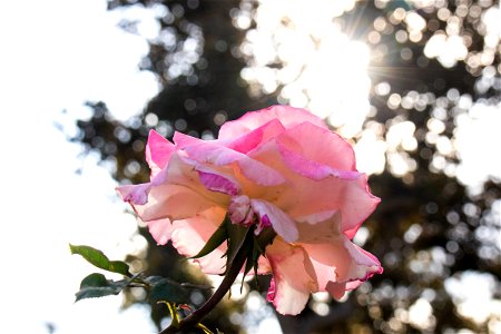 Pink Rose Against Rays Of Sunshine