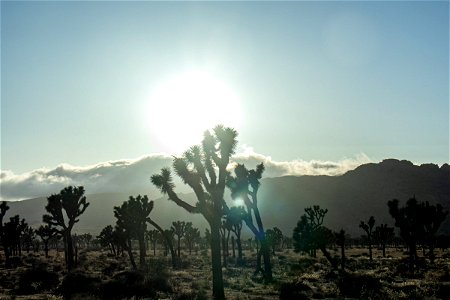 Evening Sun Beyond Joshua Trees In Park
