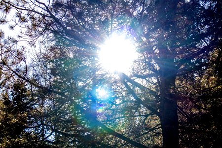 Sun Shining Through Intertwined Tree Branches photo