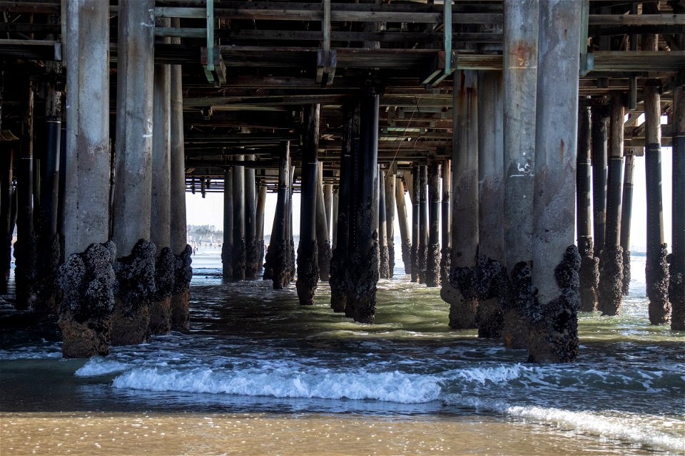 Pier Pilings Covered In Barnacles