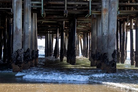Pier Pilings Covered In Barnacles photo