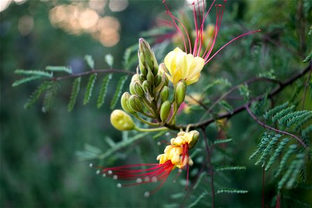 Yellow Flowers With Red Stamens photo