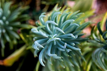 Close Up Of Succulent Plant