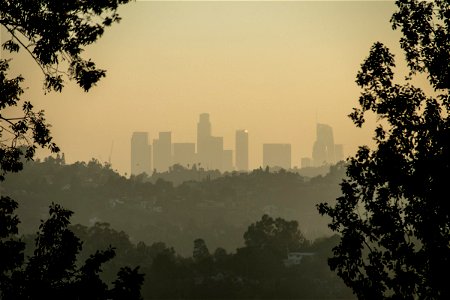 City Skyline Behind Trees In Haze photo