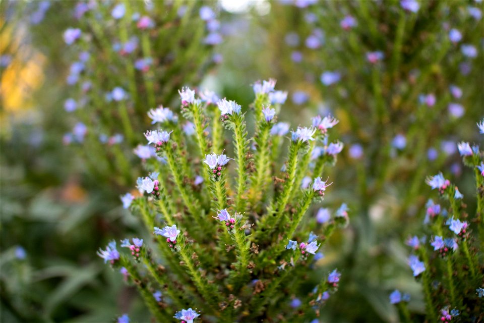 Close Up Of Plant With Purple Flowers photo