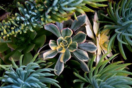 Close Up Of Different Types Of Succulents photo