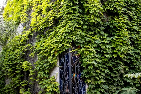 Vines Growing On Building With Stained Glass Window photo