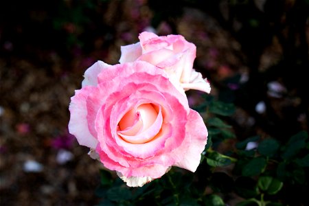 Close Up Of Pink Roses photo