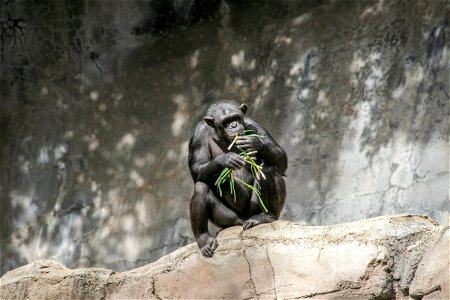 Ape Eating Green Plant Stems On Rock photo