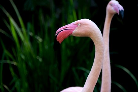 Heads Of Two Light Pink Flamingos Against Greenery