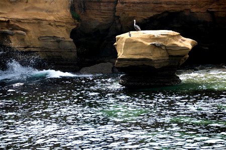 Birds On Rock In Water