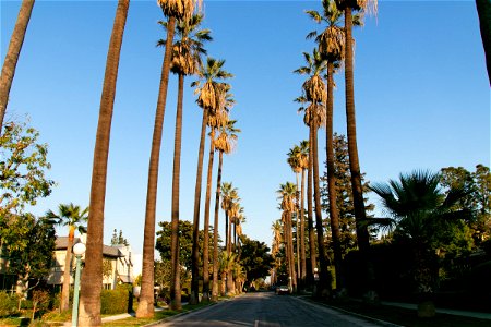 Empty Palm Tree Lined Paved Road photo