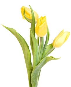 Yellow tulips photo