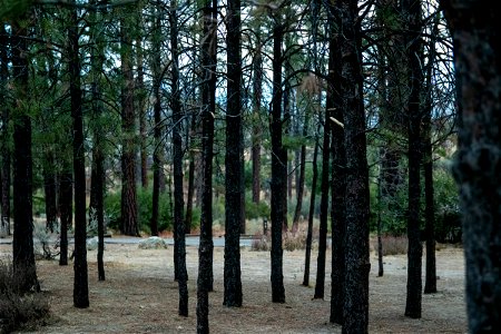 Thin Coniferous Trees In Woods photo