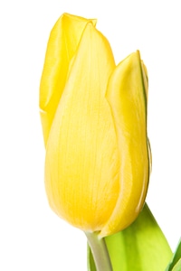 Yellow tulips photo